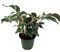 Fusion White Peacock Plant - Calathea - Easy House Plant - 4" Pot